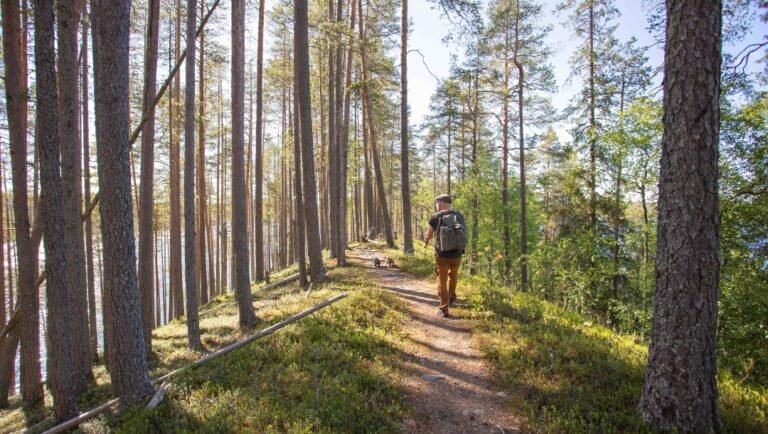 kuva taivalkosken metsikosta eri saaolosuhteissa
